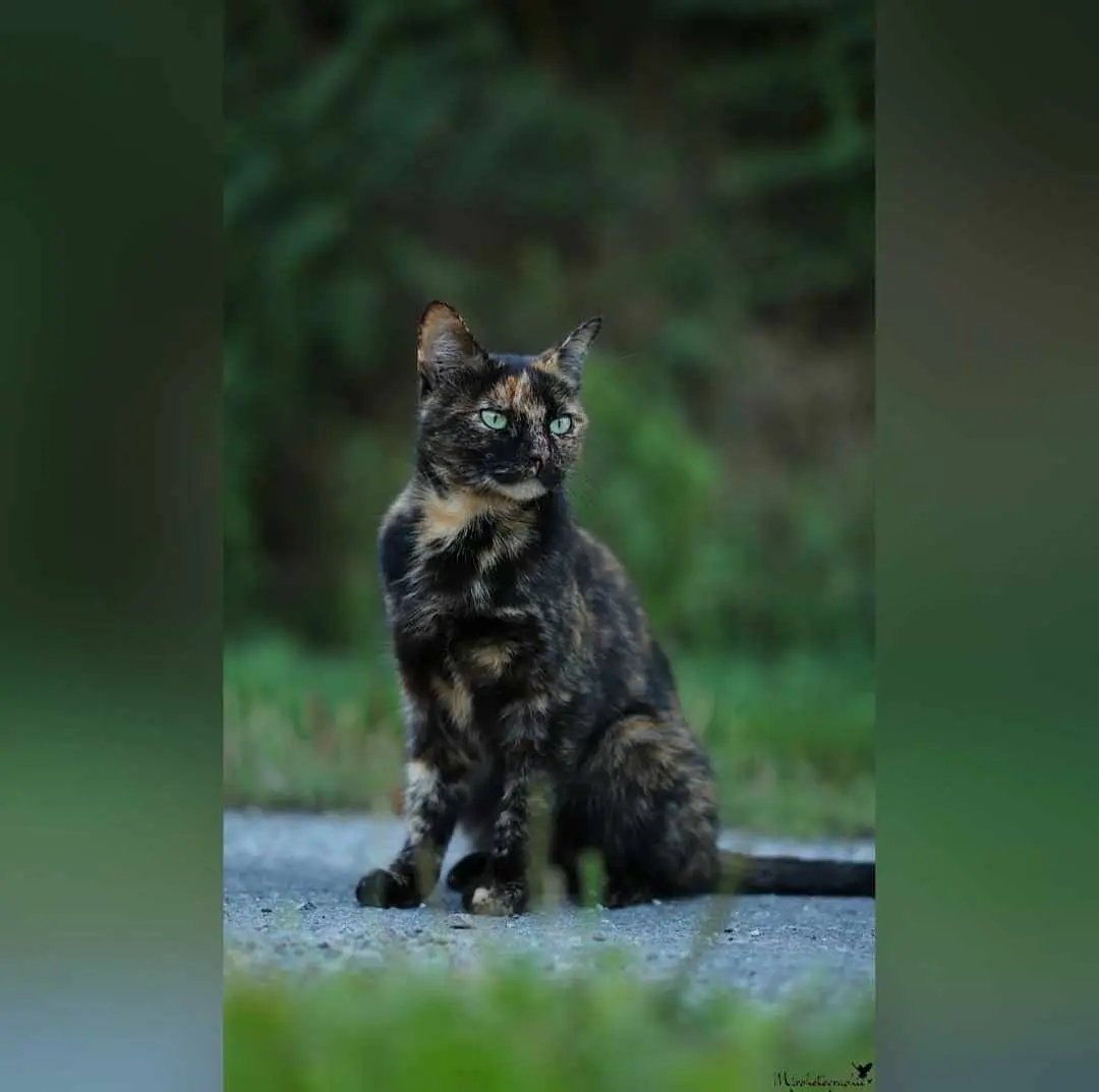 Chatte Perdue 49 Maine-et-Loire Ombrée d'Anjou